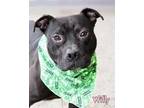 Adopt Willy Waterloo a Black American Staffordshire Terrier / Mixed dog in