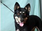 Adopt SASSY a Black - with Tan, Yellow or Fawn German Shepherd Dog / Mixed dog