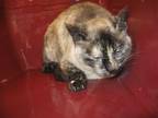 Adopt *MAGNOLIA a Brown or Chocolate (Mostly) Siamese / Mixed (short coat) cat