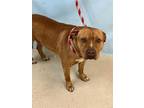 Adopt *JAMES T KIRK* a Red/Golden/Orange/Chestnut - with White American Pit Bull
