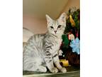 Adopt Dory a Gray, Blue or Silver Tabby Domestic Shorthair (short coat) cat in
