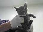 Adopt ASHLEY* a Gray or Blue Domestic Shorthair / Mixed (short coat) cat in