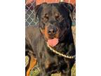 Adopt BEAR a Black - with Tan, Yellow or Fawn Rottweiler / Mixed dog in Plano