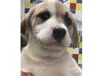 Adopt KATIE a White - with Brown or Chocolate Anatolian Shepherd / Mixed dog in