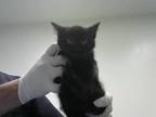 Adopt PEPPER a All Black Domestic Shorthair / Mixed (short coat) cat in Santa