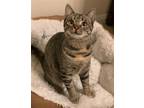 Adopt Punky Brewster a Brown Tabby Domestic Shorthair / Mixed (short coat) cat