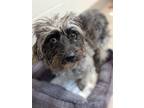 Adopt Rufus a Gray/Blue/Silver/Salt & Pepper Mixed Breed (Small) / Mixed dog in