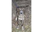 Adopt Camelot a Brindle Plott Hound / Mixed dog in Walpole, MA (33718558)
