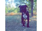 Adopt Bruce a Black - with White Boxer / Mixed dog in Anderson, CA (33718837)