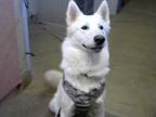 Adopt a White Husky / Mixed dog in Sacramento, CA (33718622)