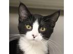Adopt Dot a Domestic Mediumhair / Mixed cat in Des Moines, IA (33718611)