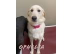 Adopt Ophelia 22831 a White Labrador Retriever dog in Joplin, MO (33718460)