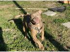 Adopt Zeus a Tan/Yellow/Fawn American Pit Bull Terrier / American Pit Bull