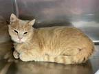 Adopt Monte a Orange or Red Domestic Shorthair / Domestic Shorthair / Mixed cat