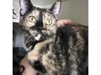 Adopt Ella a All Black British Shorthair / Domestic Shorthair / Mixed cat in