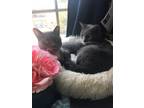 Adopt Debra Dexter a Gray or Blue (Mostly) American Shorthair / Mixed cat in