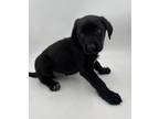 Adopt Cyla a Mixed Breed (Medium) / Mixed dog in Thousand Oaks, CA (33718486)