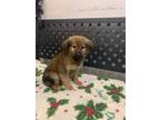 Adopt Snug a Brown/Chocolate Border Collie / Pomeranian / Mixed dog in Ottumwa