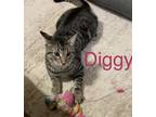 Adopt Diggy a Brown Tabby Domestic Shorthair / Mixed (short coat) cat in