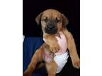 Adopt Lolly a Black - with Tan, Yellow or Fawn Rottweiler / German Shepherd Dog