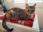 Adopt TILLY - Loves her People! a Brown Tabby Domestic Shorthair / Mixed (short