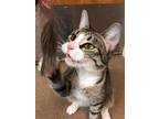 Adopt a Brown Tabby Domestic Shorthair / Mixed (short coat) cat in Gainesville