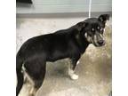 Adopt Arlington a Black Husky / Mixed dog in Greenville, SC (33718080)