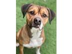 Adopt Duce a Brown/Chocolate - with Tan Boxer / Mixed dog in Monroe