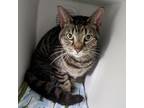 Adopt Kenny a Gray or Blue Domestic Shorthair / Mixed cat in Philadelphia