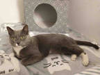 Adopt POMSKI a Gray or Blue (Mostly) Domestic Shorthair / Mixed (short coat) cat