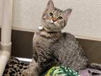 Adopt CAESAR a Brown Tabby Domestic Shorthair / Mixed (short coat) cat in Chapel