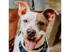 Adopt Sully a White - with Tan, Yellow or Fawn Mixed Breed (Large) / Mixed Breed