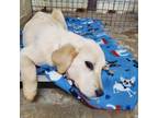 Adopt Eowyn a White - with Tan, Yellow or Fawn Great Pyrenees / Labrador