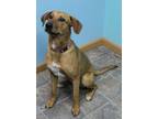 Adopt Reba a Mixed Breed (Medium) / Mixed dog in Neillsville, WI (33717761)