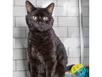 Adopt Sweet Green a All Black Domestic Shorthair / Mixed cat in Brooklyn