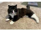 Adopt C-Max a Domestic Longhair / Mixed (short coat) cat in Jacksonville