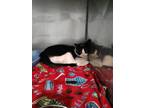 Adopt Indy a Black & White or Tuxedo Domestic Shorthair (short coat) cat in