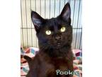 Adopt Pookie a All Black Domestic Shorthair / Domestic Shorthair / Mixed cat in