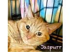 Adopt Jaspurr a Orange or Red Domestic Shorthair / Domestic Shorthair / Mixed