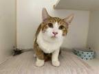 Adopt SUNKIST a Orange or Red (Mostly) Domestic Shorthair / Mixed (short coat)