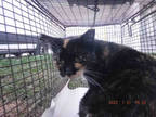 Adopt JULIA a Calico or Dilute Calico Domestic Shorthair / Mixed (short coat)