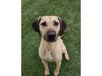Adopt Hank a Tan/Yellow/Fawn Black Mouth Cur / Hound (Unknown Type) / Mixed dog