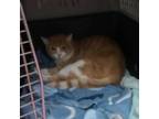 Adopt Felix - Claremont Location *Bonded with Oscar* a Orange or Red Domestic