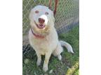 Adopt Blanca a White Australian Shepherd / Great Pyrenees / Mixed dog in