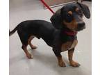 Adopt 49455951 a Black Dachshund / Mixed dog in Mesquite, TX (33716850)