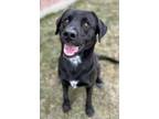 Adopt Luke a Black Labrador Retriever / Mixed dog in Caldwell, ID (33717426)