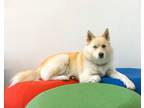 Adopt Koko a White - with Tan, Yellow or Fawn Husky / Pomeranian / Mixed dog in