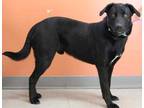 Adopt Frisco a Black Labrador Retriever / Mixed dog in Portage, WI (33717059)