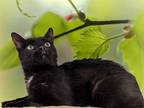 Adopt CROW a Black & White or Tuxedo Domestic Shorthair / Mixed (short coat) cat