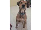 Adopt Marsha a Tan/Yellow/Fawn Labrador Retriever / Mixed dog in Davenport